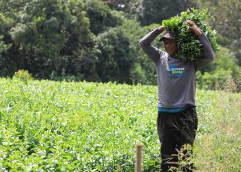 Hierbas aromáticas de Nahuizalco abastecen a El Salvador
