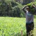 Hierbas aromáticas de Nahuizalco abastecen a El Salvador