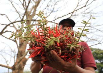 Los pitos de Izalco conquistan el mercado estadounidense