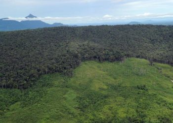 Los bosques de montaña están desapareciendo a velocidad alarmante, según estudio