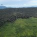 Los bosques de montaña están desapareciendo a velocidad alarmante, según estudio