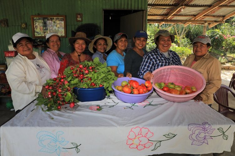 Huertos casero cosechados por habitantes del cantón San Laureano, en Ciudad Delgado