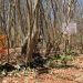 El gigante bosque seco: Parque Nacional San Diego y San Felipe Las Barras