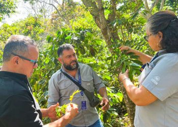 El Ministerio de Agricultura verifica los cultivos de café en Santiago de María, Usulután