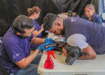 Bienestar Animal esteriliza a perros y gatos en Conchagua, La Unión