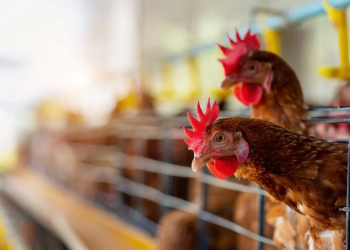 Chile detecta primer brote de gripe aviar en aves de corral