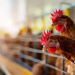 Chile detecta primer brote de gripe aviar en aves de corral