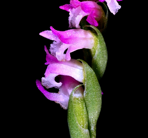 orquidea japon descubrimiento ciencia