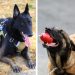 Rambo y Rex, los perros rescatistas que auxiliaron a afectados por terremotos en Turquía
