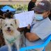 Nuevo Cuscatlán controlará la población de perro y gatos por medio de vacunación y esterilización