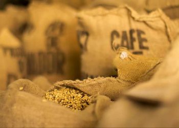 El café salvadoreño está entre los mejor cotizados en la bolsa