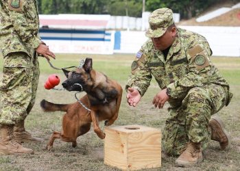 Perros son hábiles para detectar explosivos y drogas