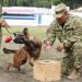 Perros son hábiles para detectar explosivos y drogas