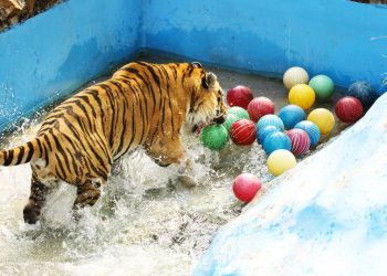 Bienestar Animal garantiza atención a ejemplares en el Centro de Resguardo