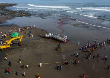 Hallado muerto un tercer cetáceo varado en una playa de Bali
