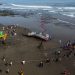 Hallado muerto un tercer cetáceo varado en una playa de Bali