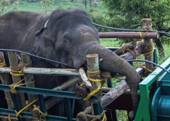 Capturan en India a elefante que robaba arroz y mató a seis personas