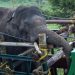 Capturan en India a elefante que robaba arroz y mató a seis personas