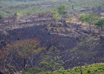 En la selva maya, científicos rastrean virus que podrían desatar nuevas pandemias