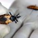 La enfermedad de Chagas mata a 10.000 personas al año en América Latina