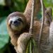Perezosos de Costa Rica abren nueva vía hacia los antibióticos del futuro