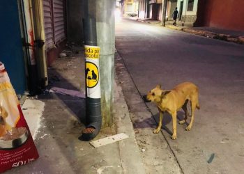Instalan depósitos con comida para perros de la calle en Santa Rosa de Lima, La Unión