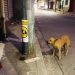 Instalan depósitos con comida para perros de la calle en Santa Rosa de Lima, La Unión
