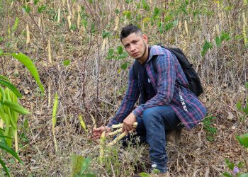 El Centa obtendrá 180 quintales de semilla de canavalia