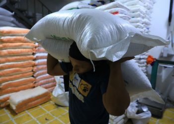 El maíz mantiene precios estables en los mercados del país
