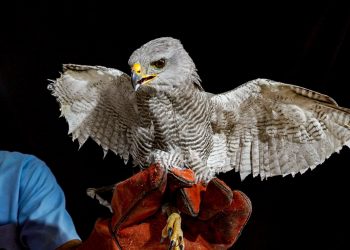 Veterinarios de Medio Ambiente realizaron trasplante de plumas a gavilán gris rescatado