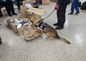 Agente canino detectó cargamento de droga en encomienda durante inspección en Correos de El Salvador