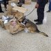 Agente canino detectó cargamento de droga en encomienda durante inspección en Correos de El Salvador