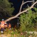 Autoridades removieron enormes árboles derribados por tormenta del martes en San Salvador