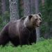 Oso mata a un senderista en el noreste de Italia