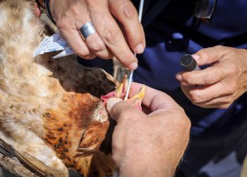 El Salvador se mantiene libre de influenza aviar