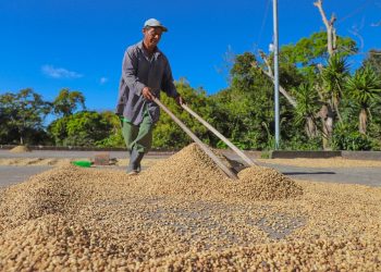 TLC con China impulsará al sector cafetalero del país, según Acafesal