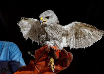Gavilán recibe implante de plumas en alas