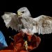 Gavilán recibe implante de plumas en alas
