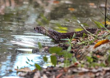 Nutrias, una especie en peligro de extinción en El Salvador