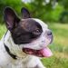 Este es el perro más popular en Estados Unidos