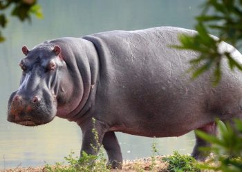 Un hipopótamo muere atropellado en carretera de Colombia