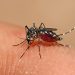 El cambio climático favorece casos de dengue y chikungunya, alerta la OMS