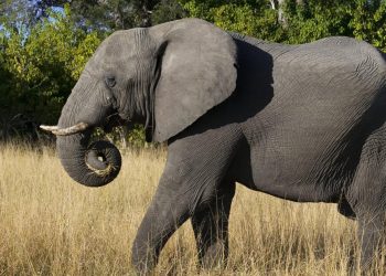 Elefanta de zoológico de Pakistán podría ser eutanasiada