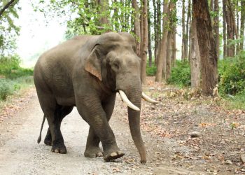 El elefante asiático perdió dos tercios de su hábitat en tres siglos