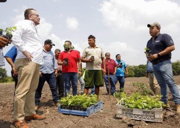 Buscan potenciar la ganadería con pasto mejorado en Sonsonate