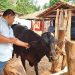 Vacunan y desparasitan ganado en Jocoro, Morazán
