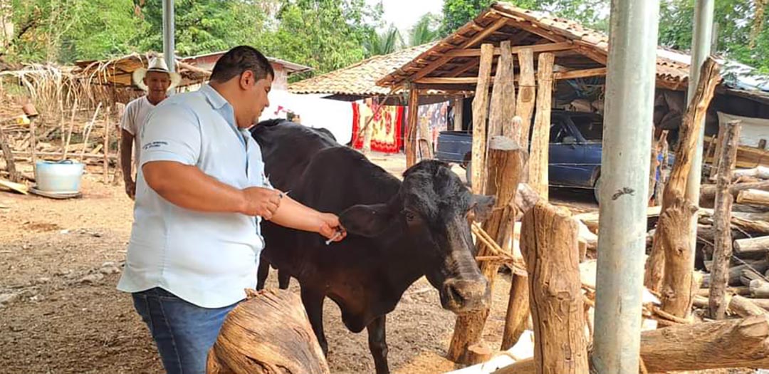 Vacunan y desparasitan ganado en Jocoro, Morazán Diario El Salvador