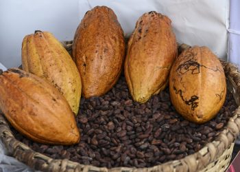 Las madres del cacao, otro «oro negro» en Venezuela