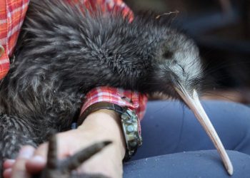 Nueva Zelanda se moviliza para salvar a su icónica ave, el kiwi