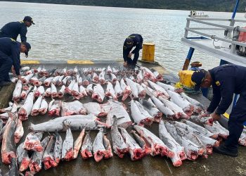 Más de 300 toneladas de pesca ilegal incautadas en Colombia en una década